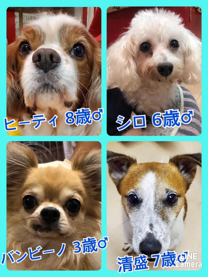 🐾今日の里親様募集中ワンコ🐶メンバーです🐾2020,10,29